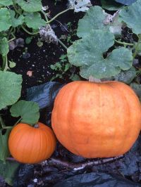Winners and Weight revealed in WeGrow’s Pumpkin Competition