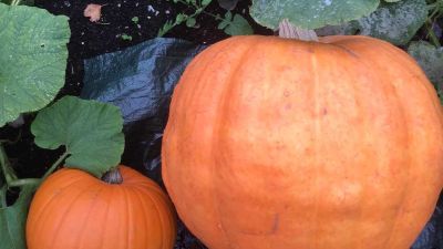Plump pumpkin dwarfs others